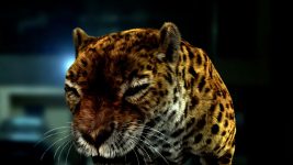 Wagle Ki Duniya S01E311 Leopards In Sai Darshan Full Episode